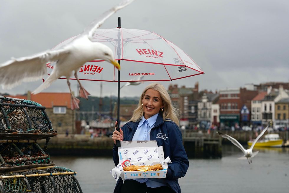 A seagull eyes up fish and chips