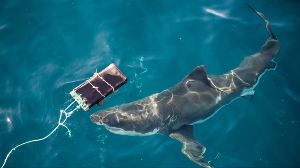 A shark in the study