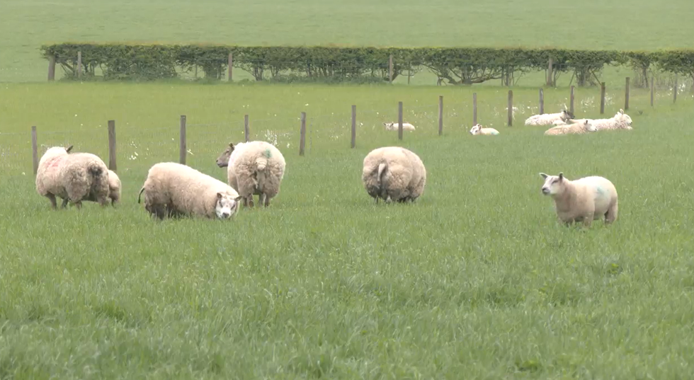 A sheep field in North Yorkshire
