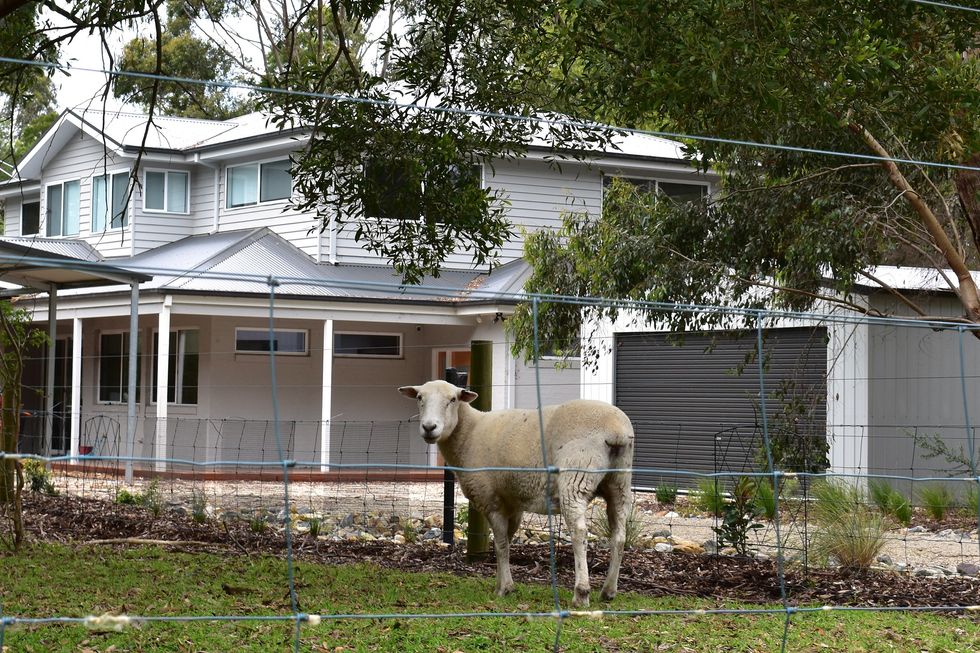 A sheep stands in front of the property owned by Erin Patterson in the town of Leongatha, south-east of Melbourne