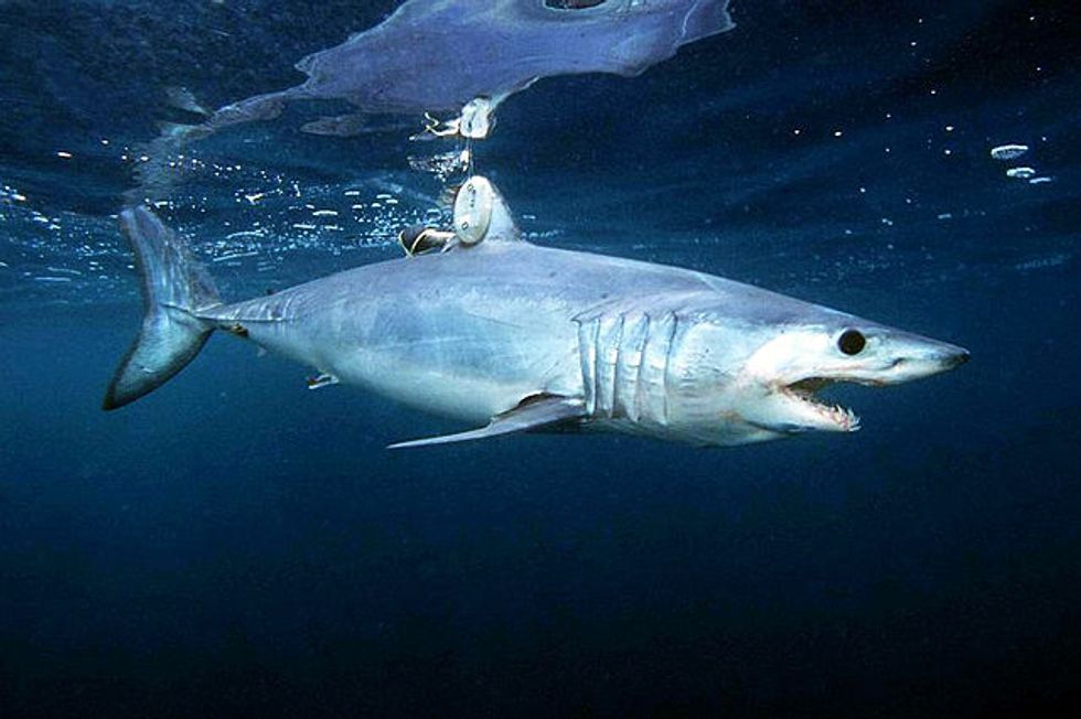 A Shortfin mako shark