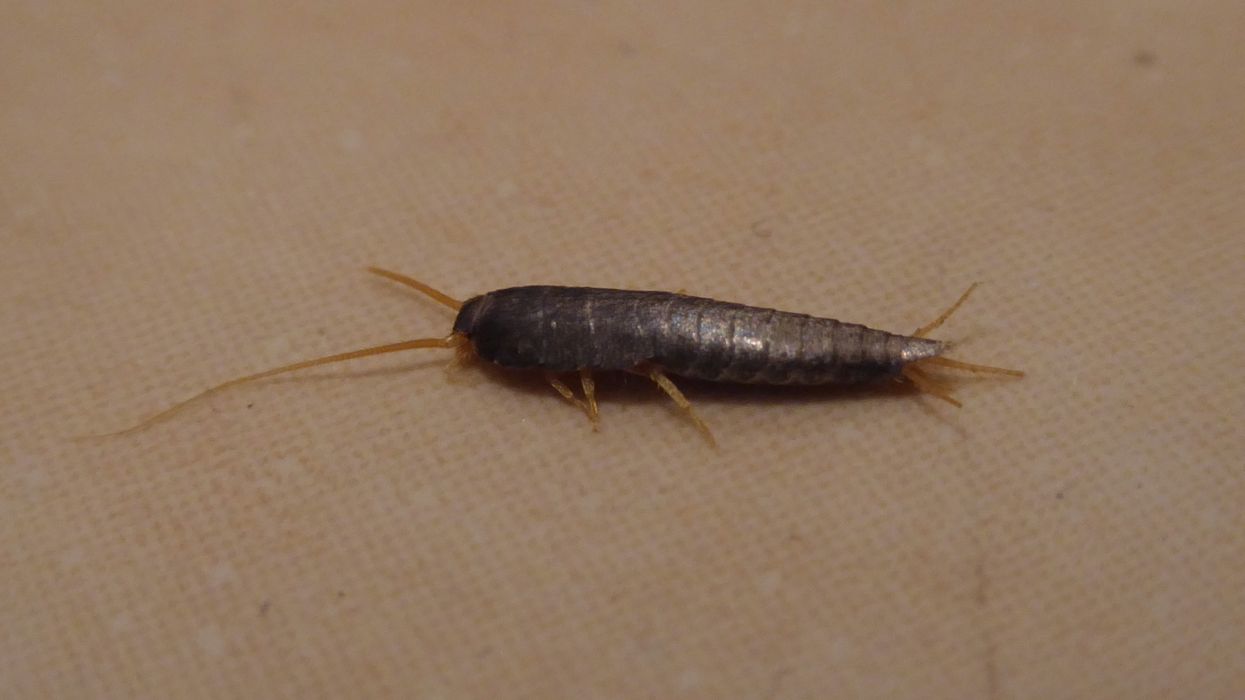 A silverfish bug