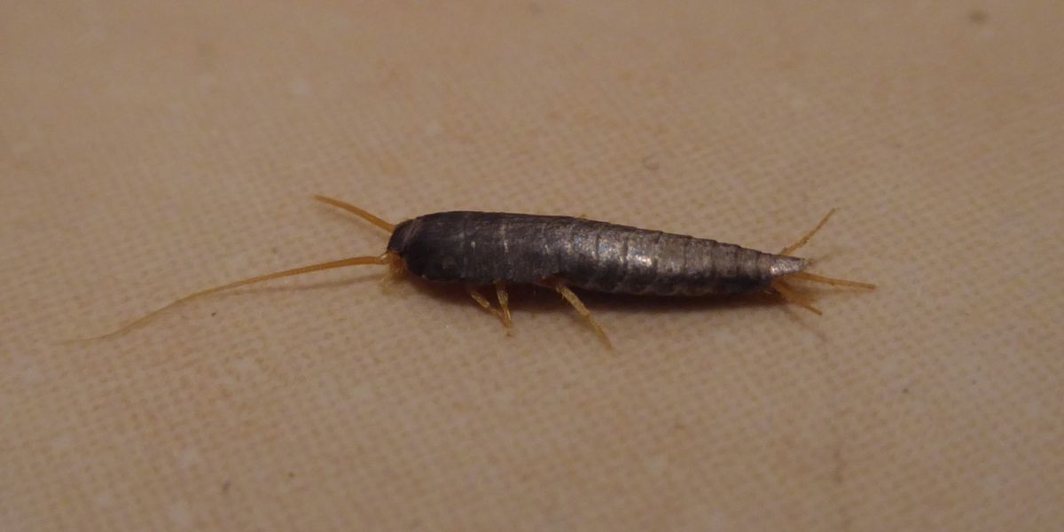 The tiny silver insect which could mean your home has a big problem