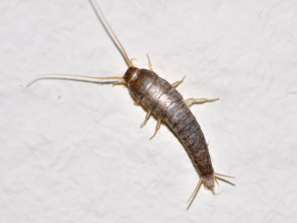 A silverfish crawling