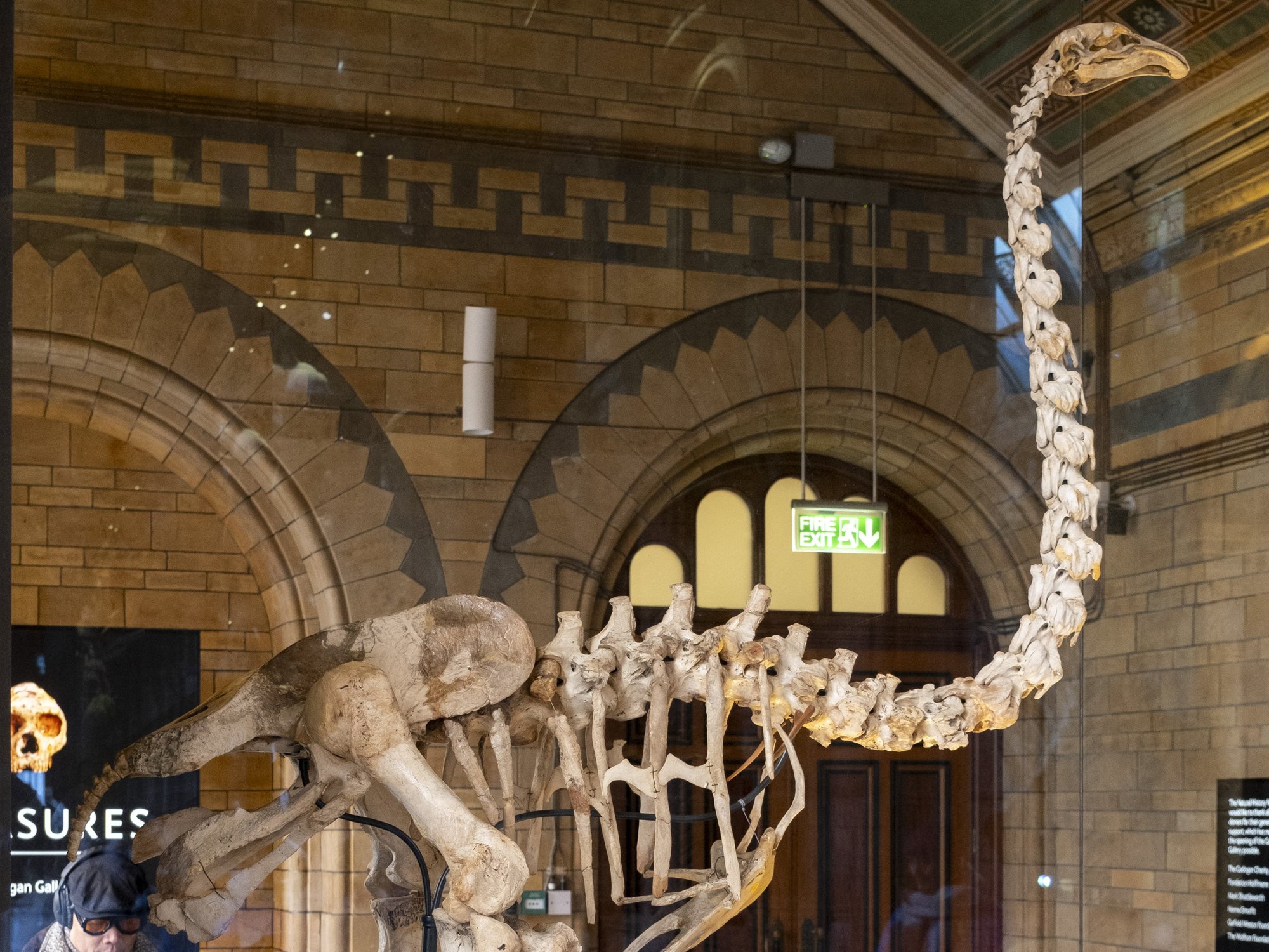 A skeleton