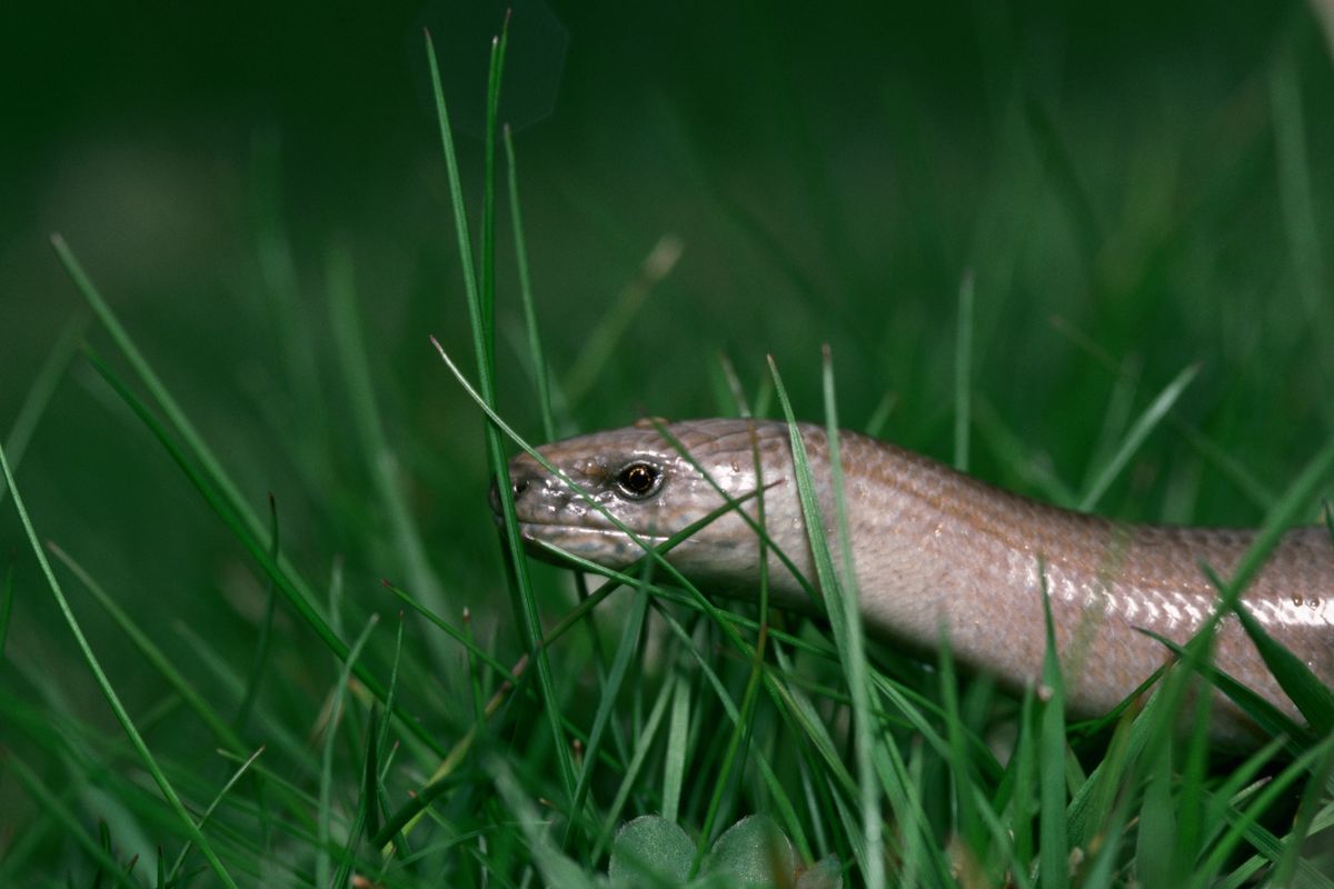 A slow worm