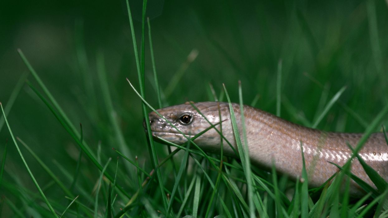 A slow worm