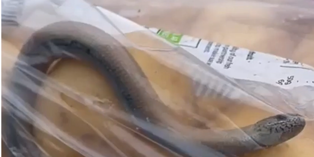 NextImg:Sainsbury's customer 'gobsmacked' after discovering 'snake-like creature' potato bag