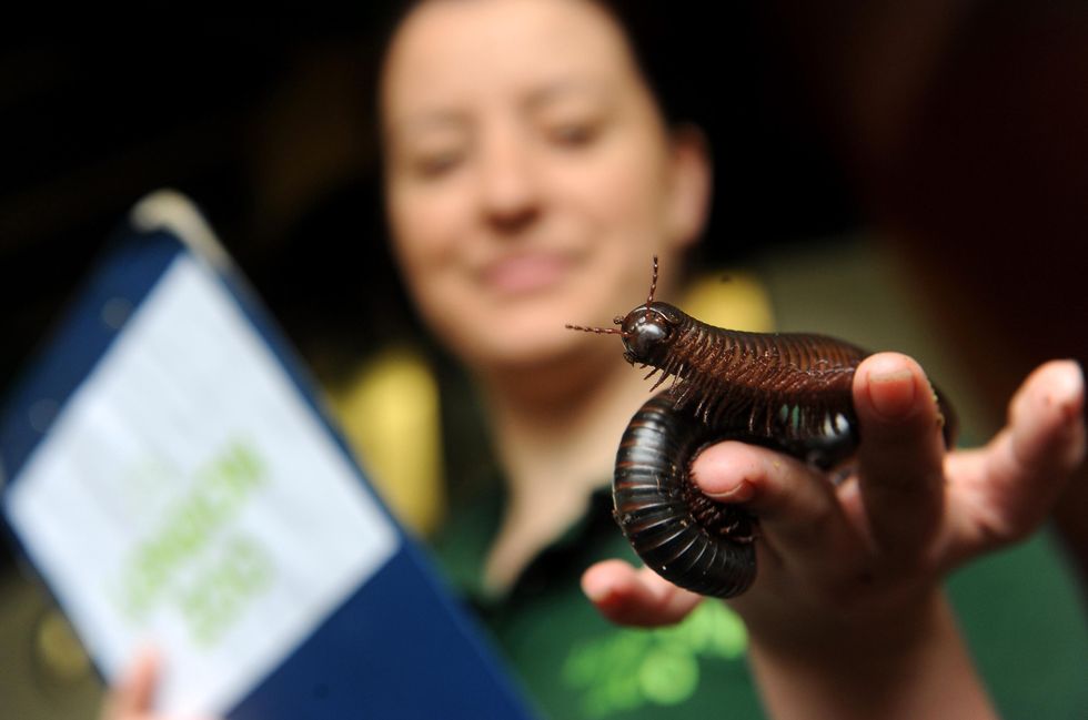 A species of millipede has been named after Taylor Swift.