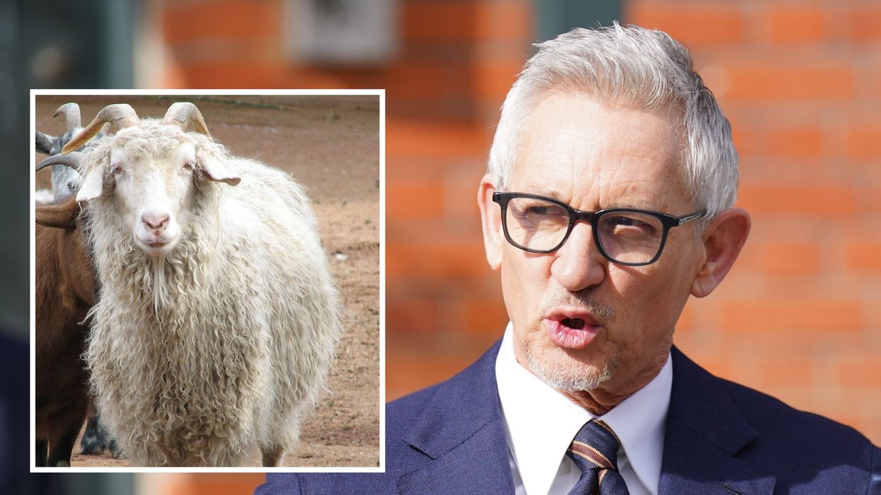 Gary Lineker accused of goat cruelty by animal rights group