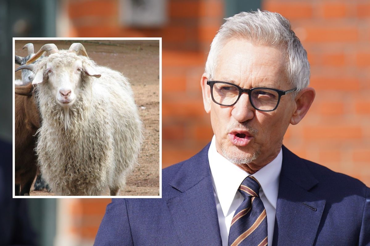 Gary Lineker accused of goat cruelty by animal rights group