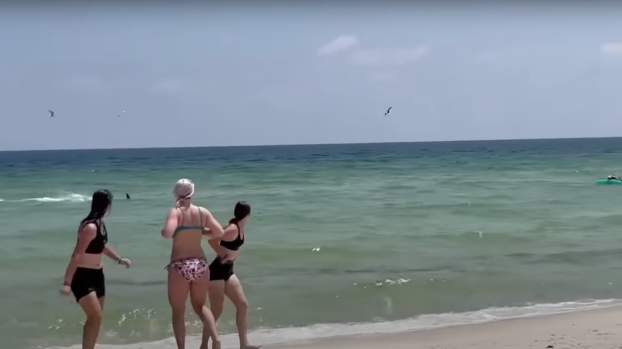 A still from the shark encounter video