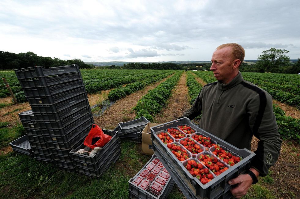A stock image from a strawberry farm
