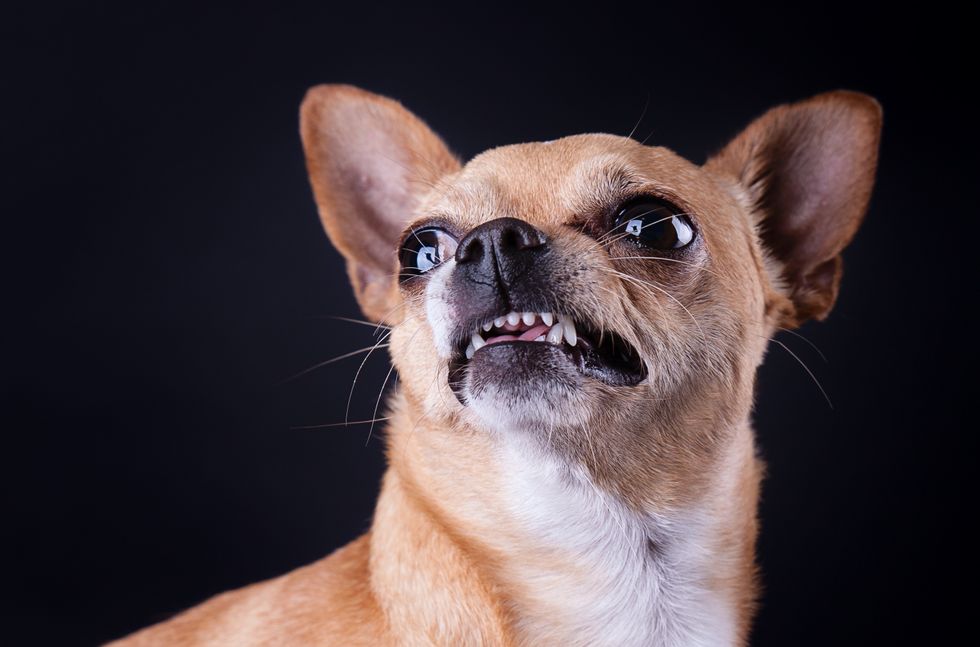 A stock image of a Chihuahua dog