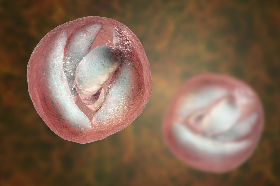 A stock image of a cryptosporidium parasite