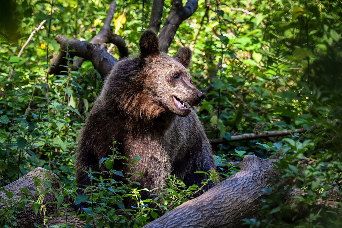 A stock image of a European brown bear