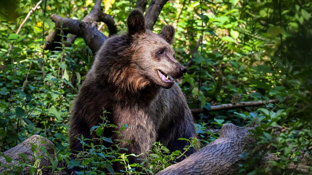 A stock image of a European brown bear