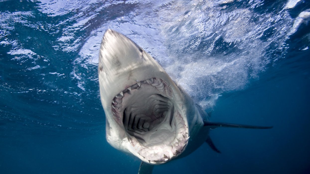 A stock image of a Great White Shark
