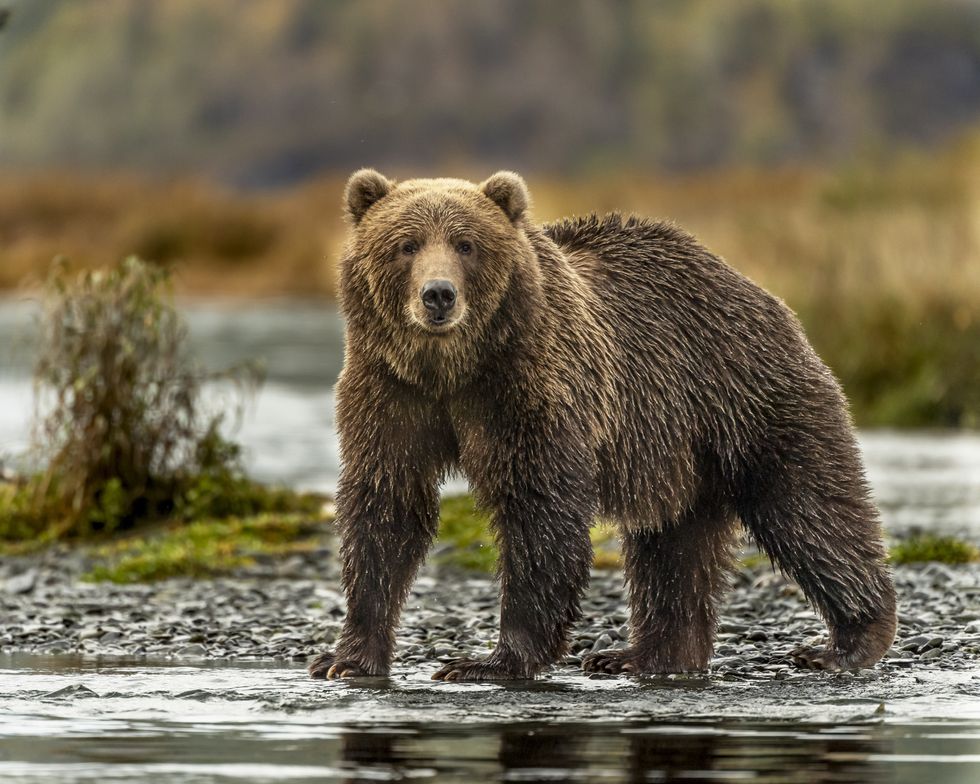 A stock image of a grizzly bear