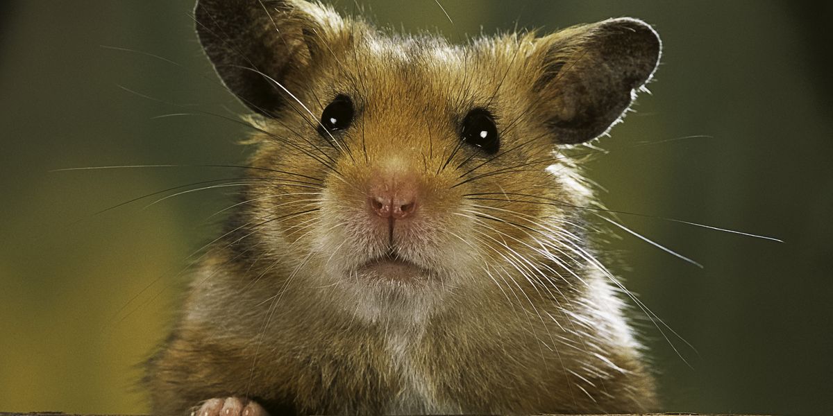 NextImg:Mum-of-two DIES after being bitten by pet hamster