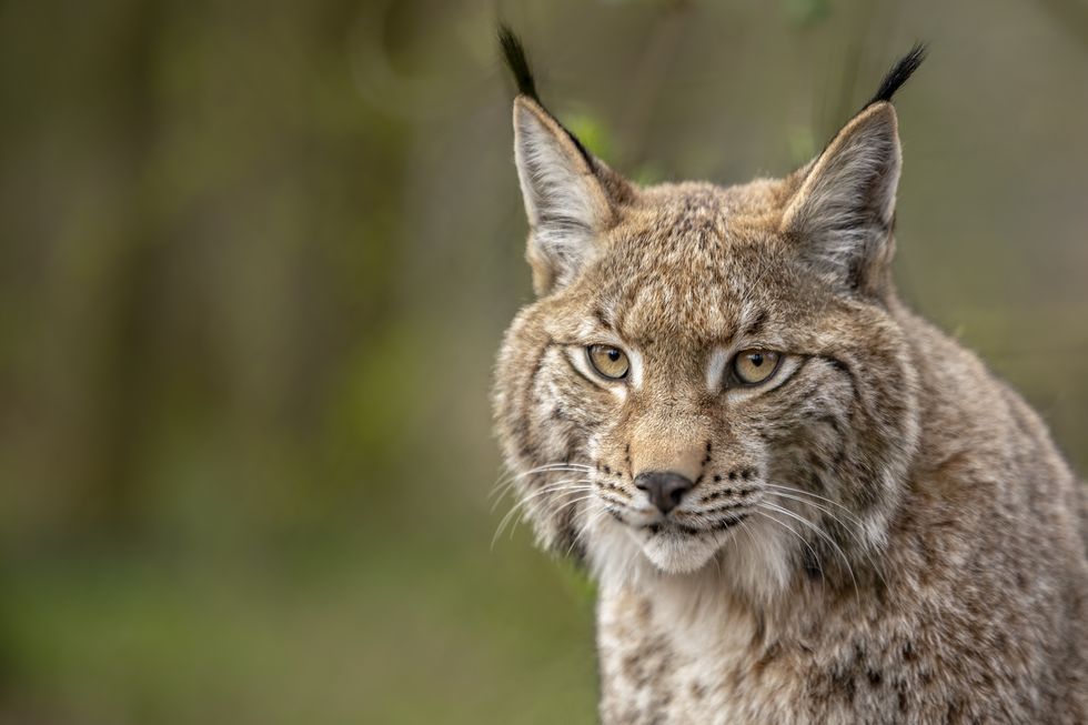 A stock image of a lynx