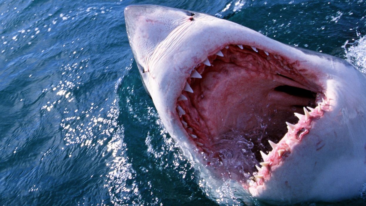 A stock image of a shark