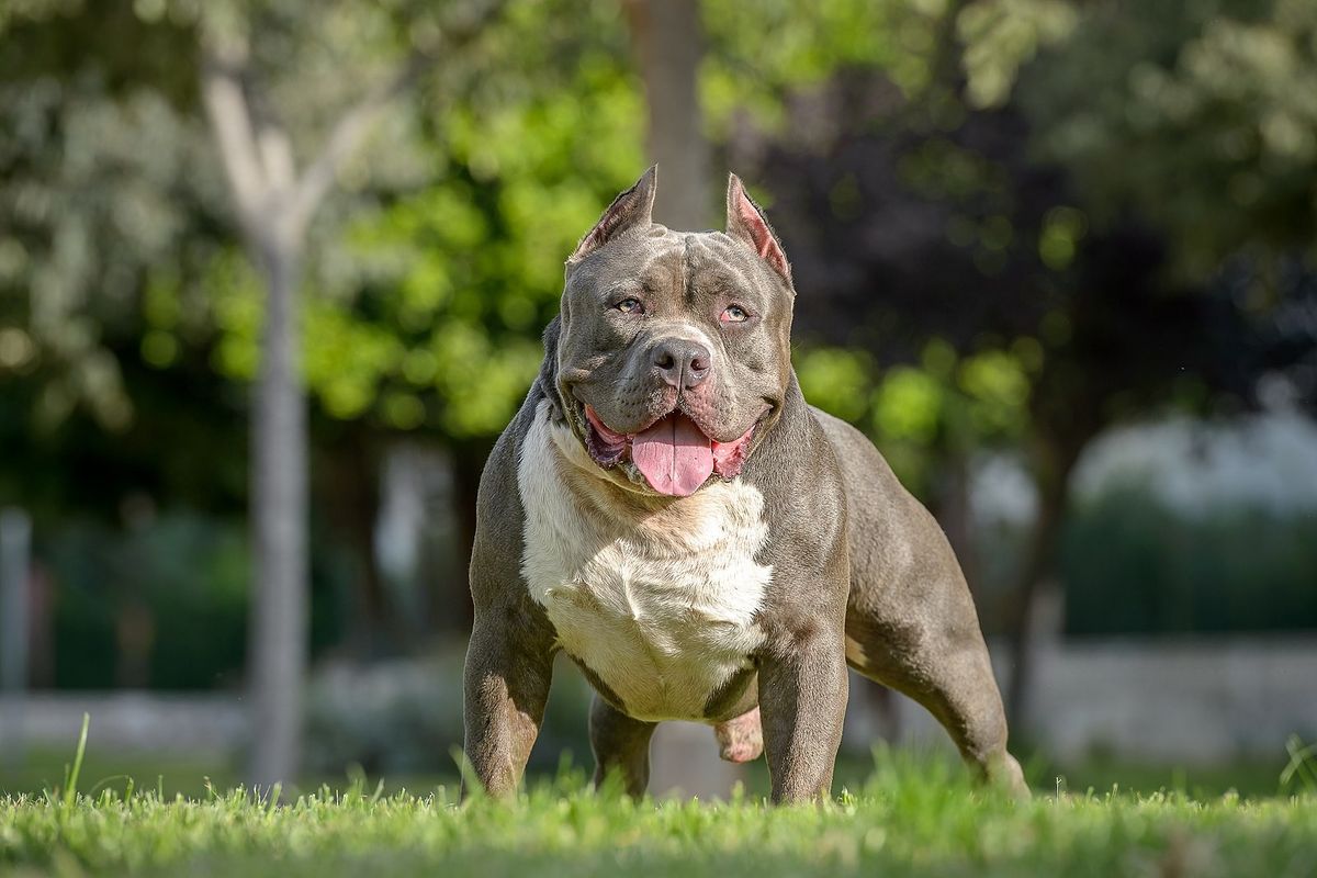 THESE 10 BULLY BREEDS ARE TAKING THE WORLD BY STORM! 