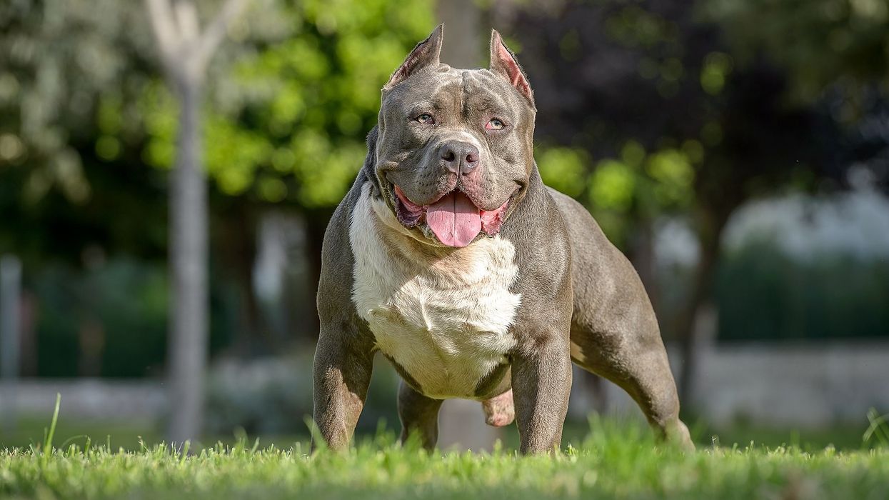 A stock image of an American Bully XL