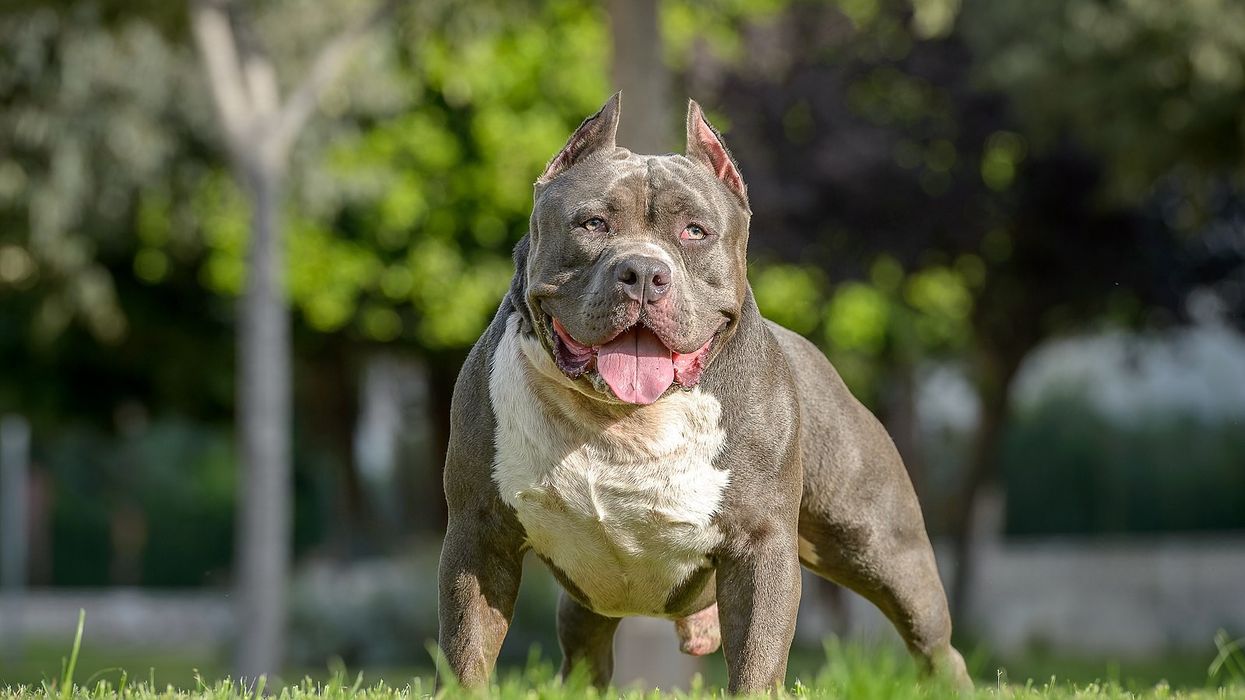A stock image of an American Bully XL