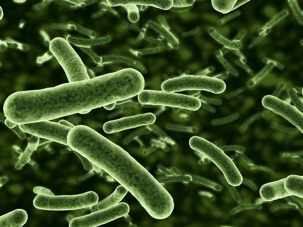 A stock image of bacteria