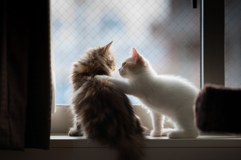 A stock image of two cats
