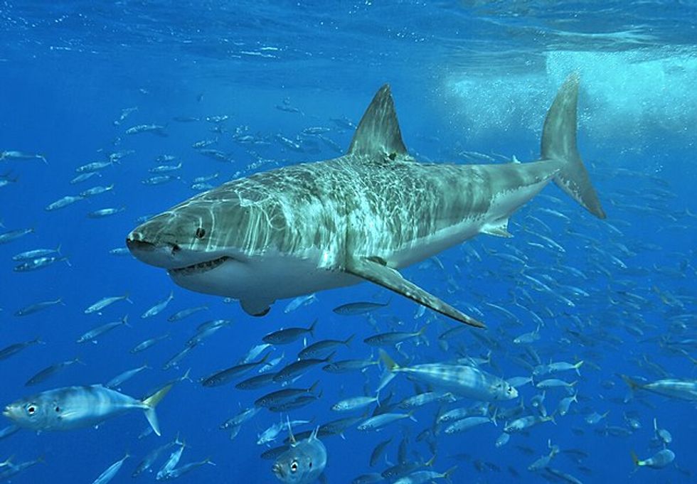 A swimmer has been left with serious injuries following a shark attack