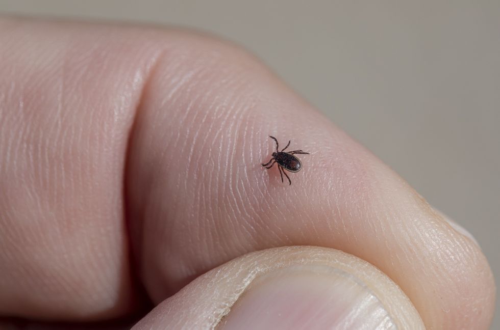 A tick on a human hand