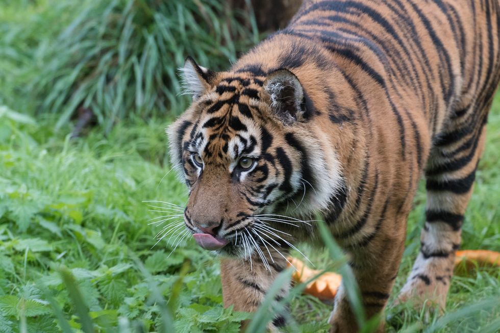 A tiger