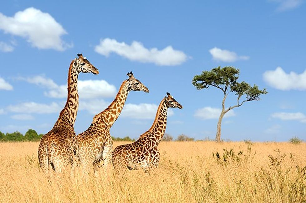 A toddler has died and her mum in a critical condition after they were tramped by a giraffe