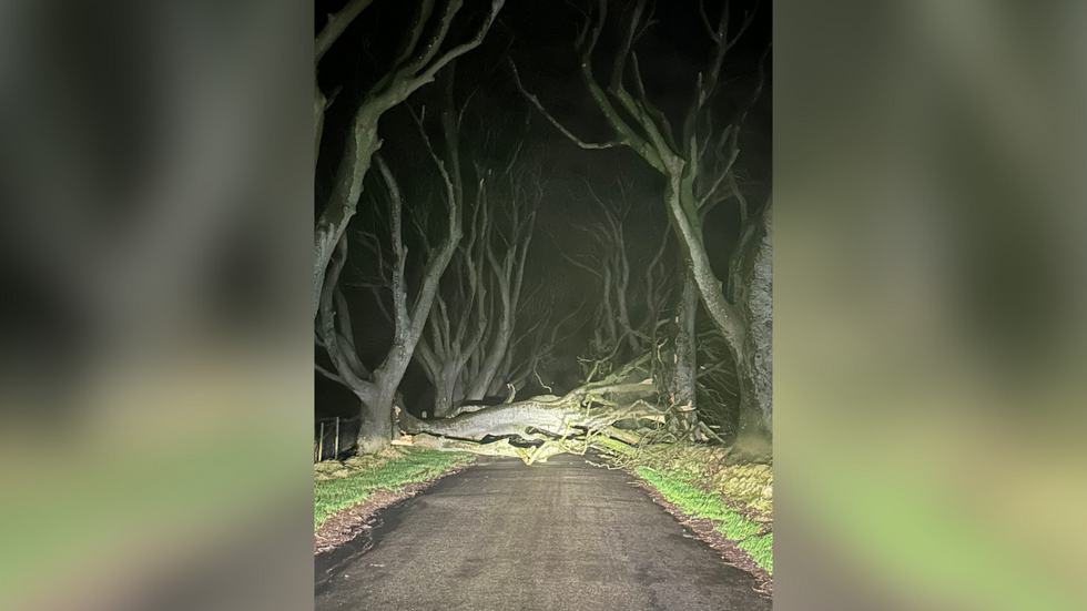 A tree at the Dark Hedges in Northern Ireland, blown over
