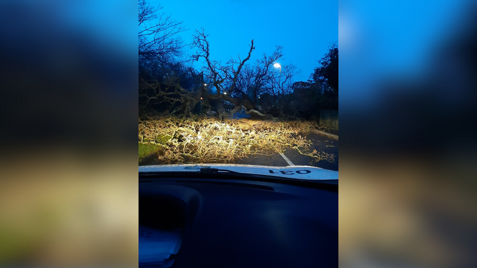 A tree blown over in a road in Hampshire