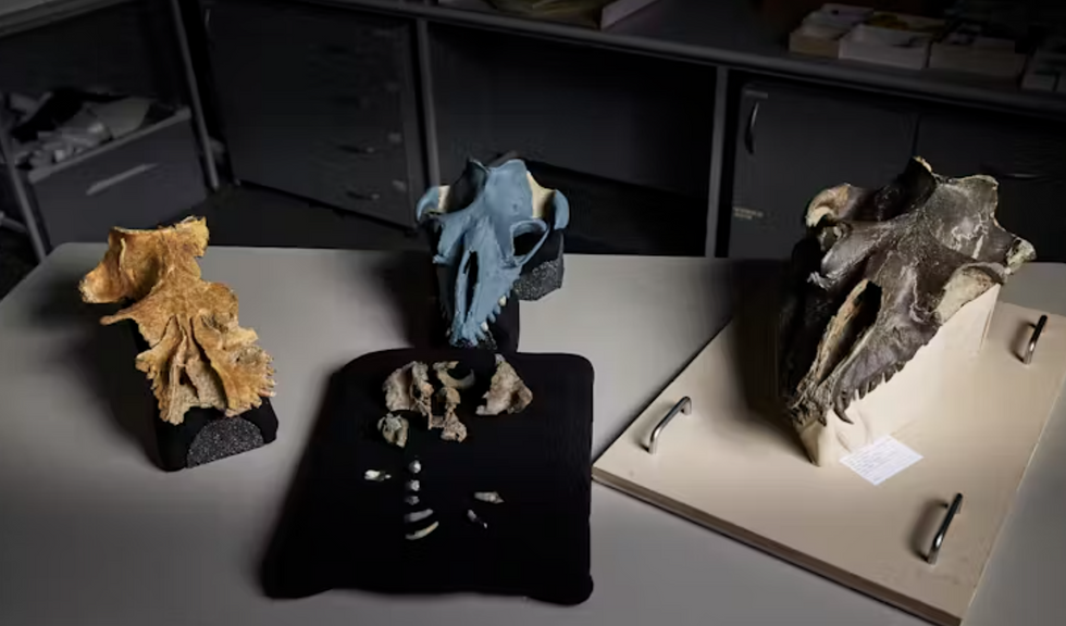 A trio of whale skulls