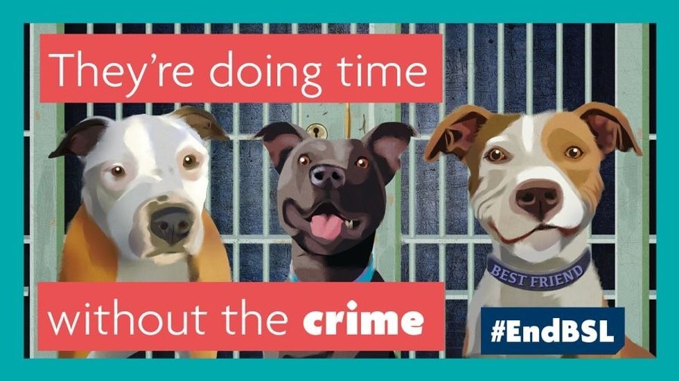 A tweet published by the RSPCA