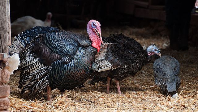 A vegan activist vet was sacked from her job after hiding a \u201cliberated\u201d turkey in her university flat, a tribunal has heard