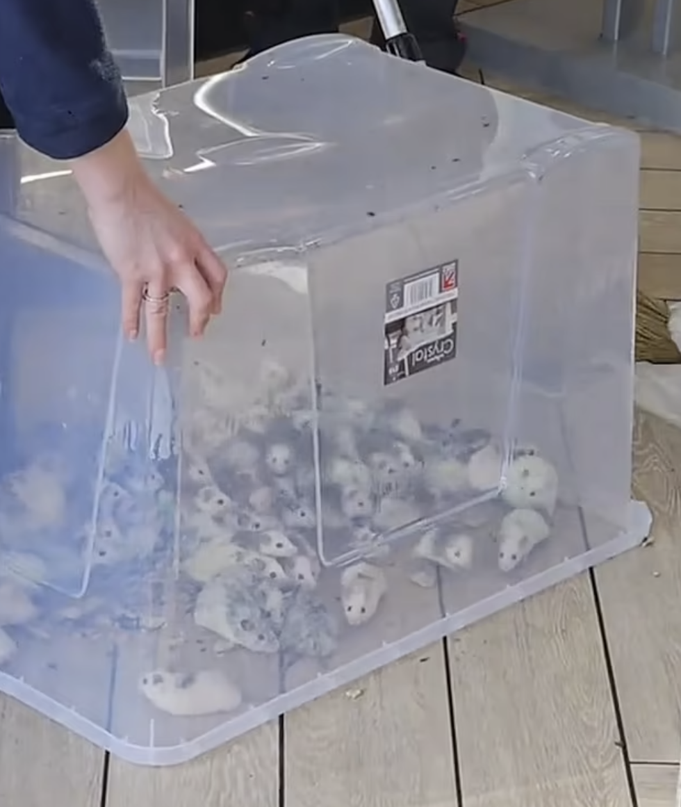 A video posted on social media showed the mice being contained