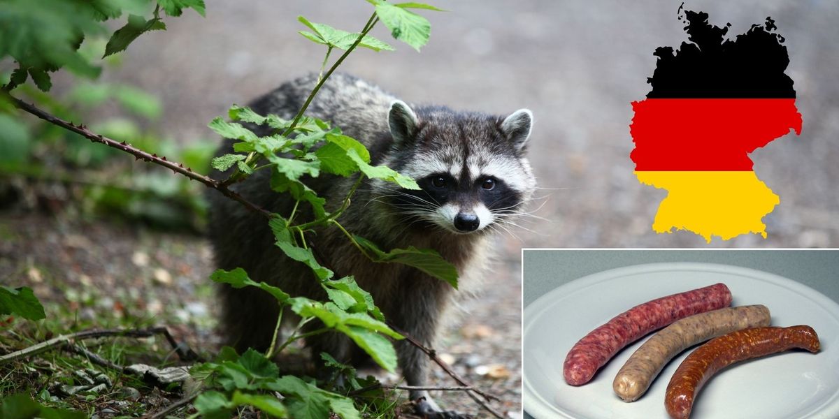NextImg:German butcher becomes 'first in Europe' to sell raccoon sausages