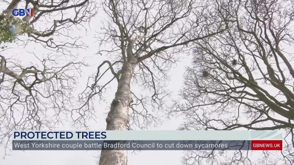 Tree campaigners win High Court clash with council after 16 ancient lime trees were removed to prepare for road expansion