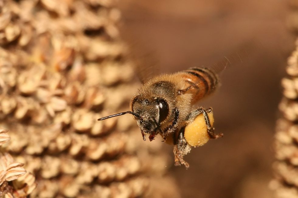 A western honey bee carries pollen in a basket back to its hive