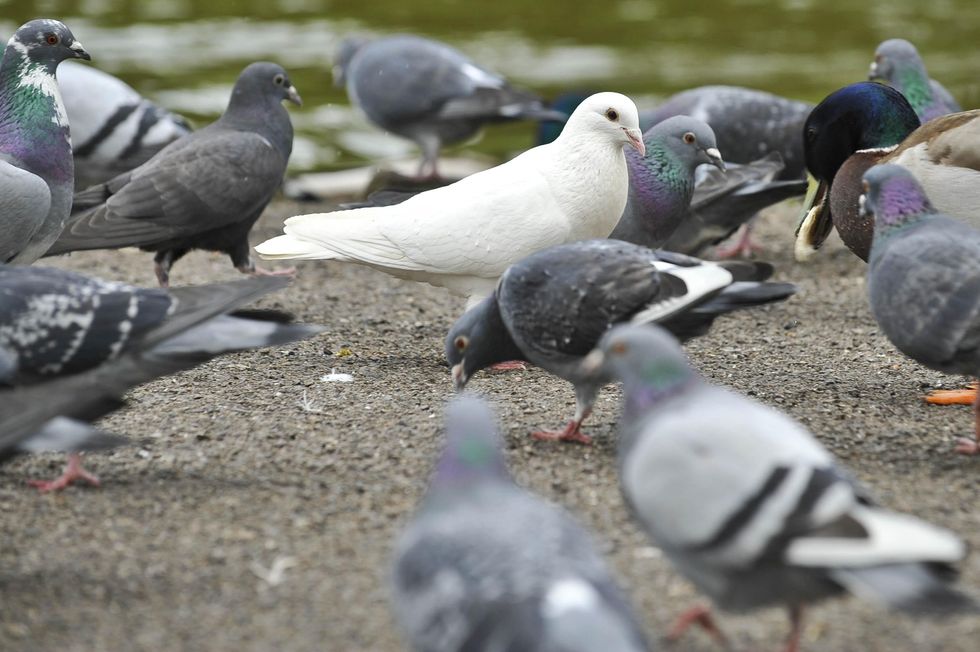 A white dove or white pigeon amongst other pigeons in Victoria Park, Bath.
