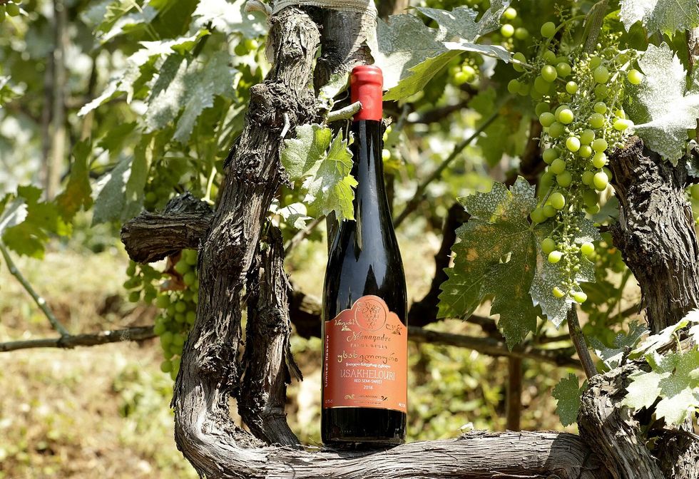 A wine bottle on a tree branch