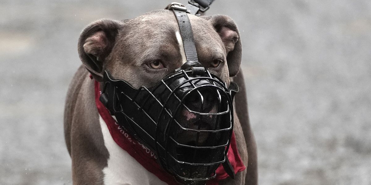 NextImg:XL bullies escape house garden and maul family and their dog in savage attack