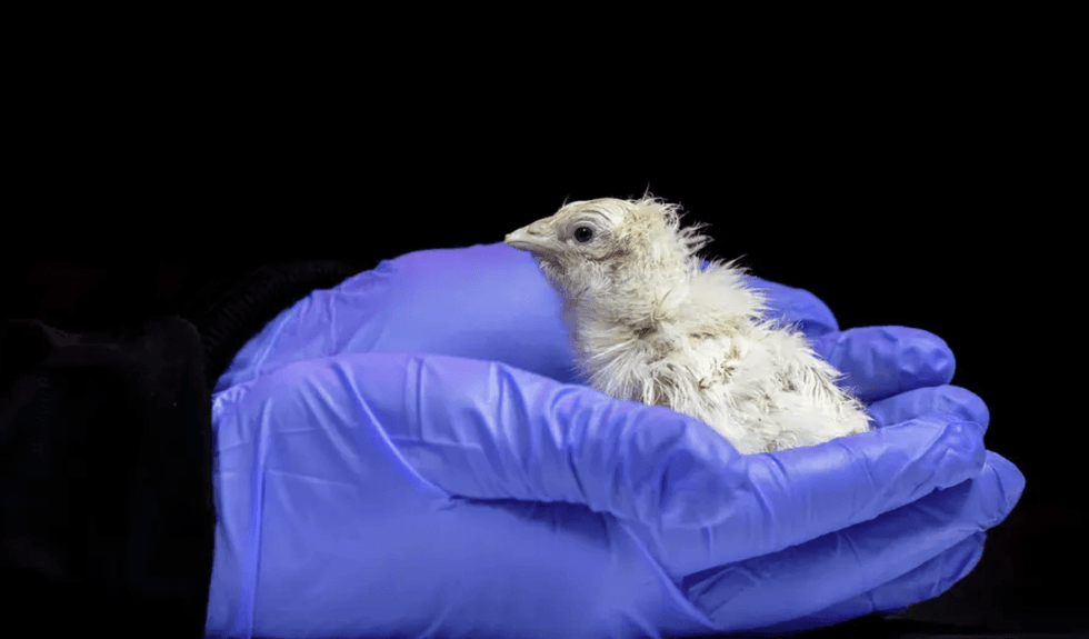 A young baby chick