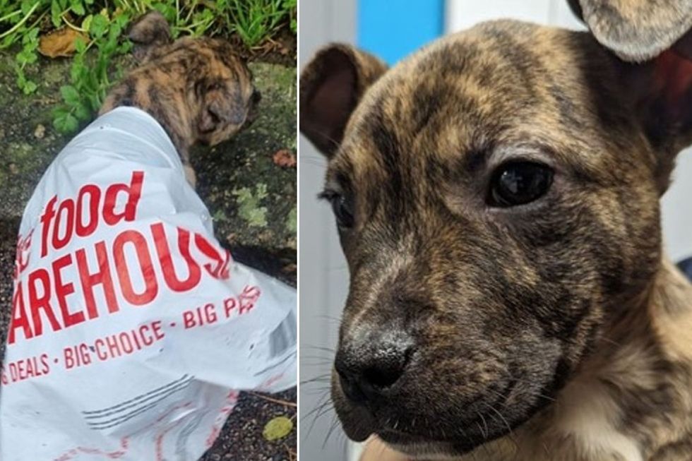 Abandoned puppy
