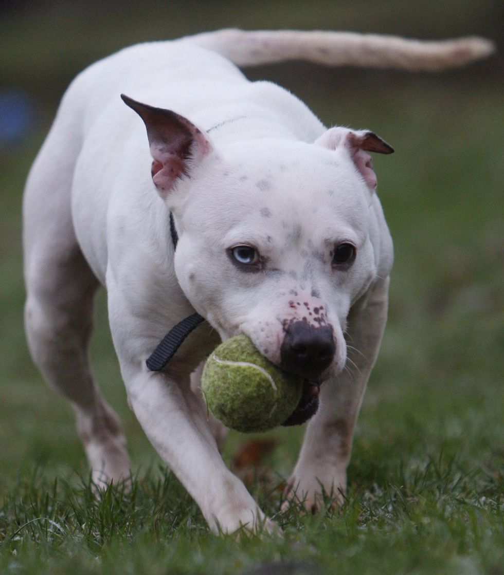 Abused pets handed to the SPCA can now be rehomed after three weeks.